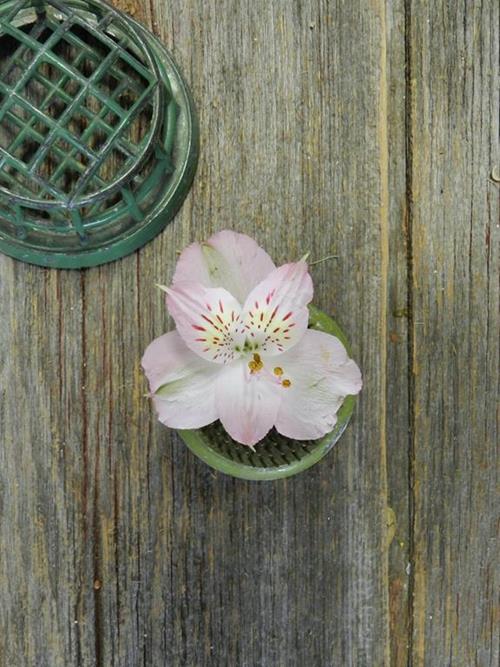 DUBAI LIGHT PINK ALSTROEMERIA